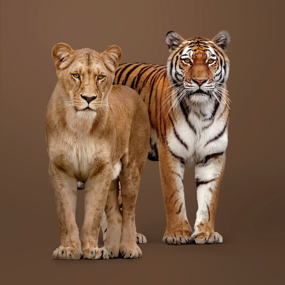 Female lion, tiger clipart, wildlife animal image