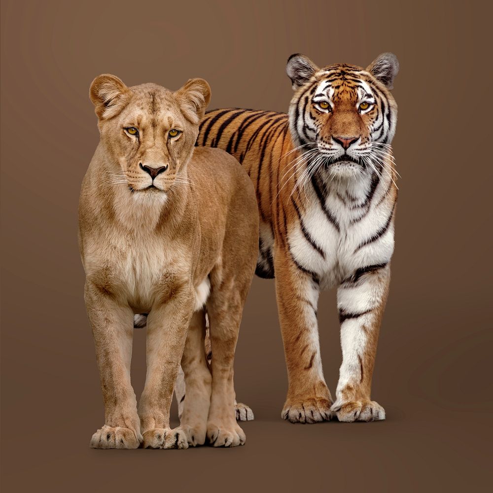 Female lion, tiger clipart, wildlife animal image psd