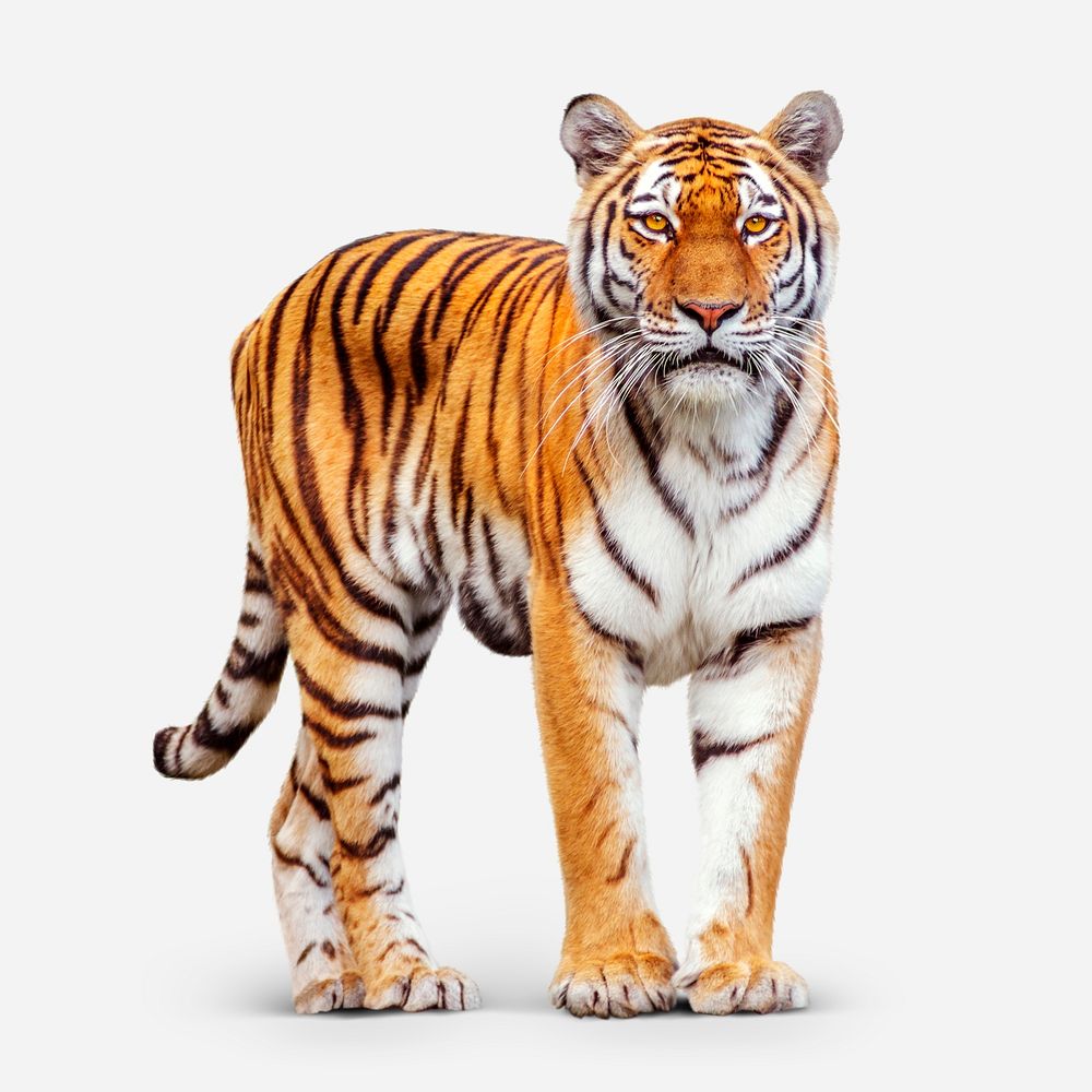 Tiger sticker, animal design psd