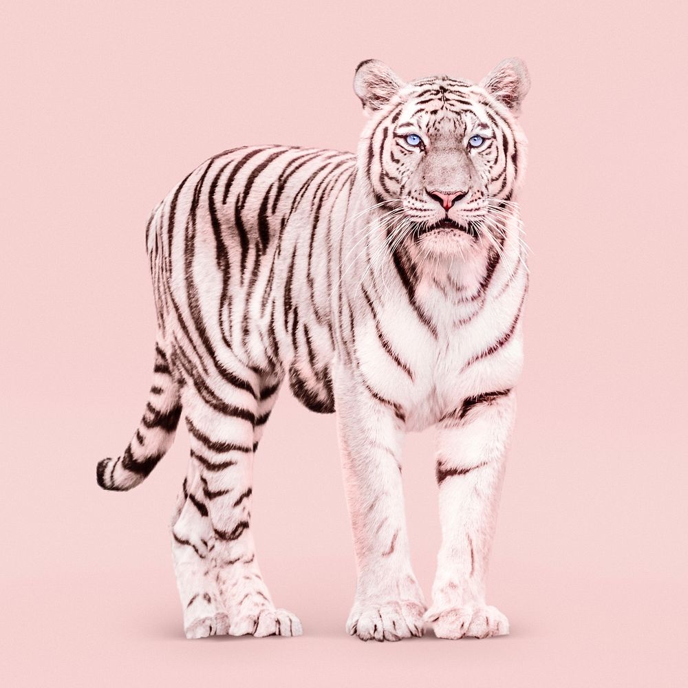 Pink tiger collage element, feminism aesthetic