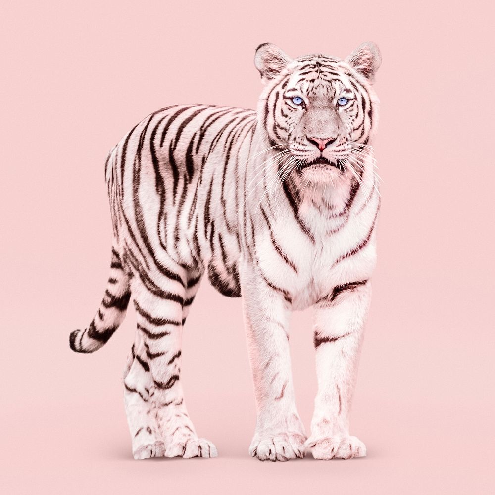 Pink tiger collage element, feminism aesthetic psd