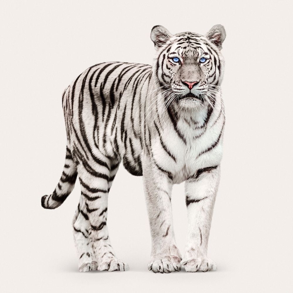 White tiger clipart, wildlife animal graphic psd