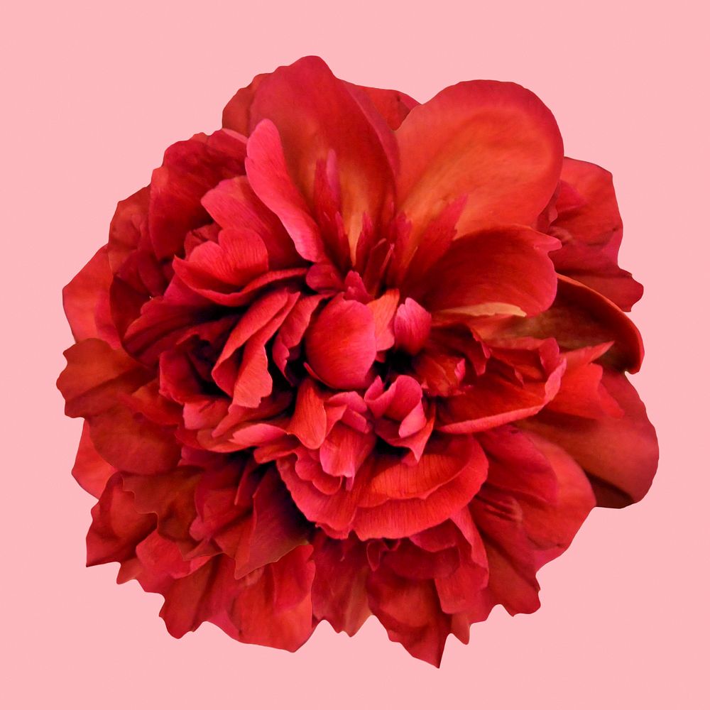 Red peony, flower collage element psd