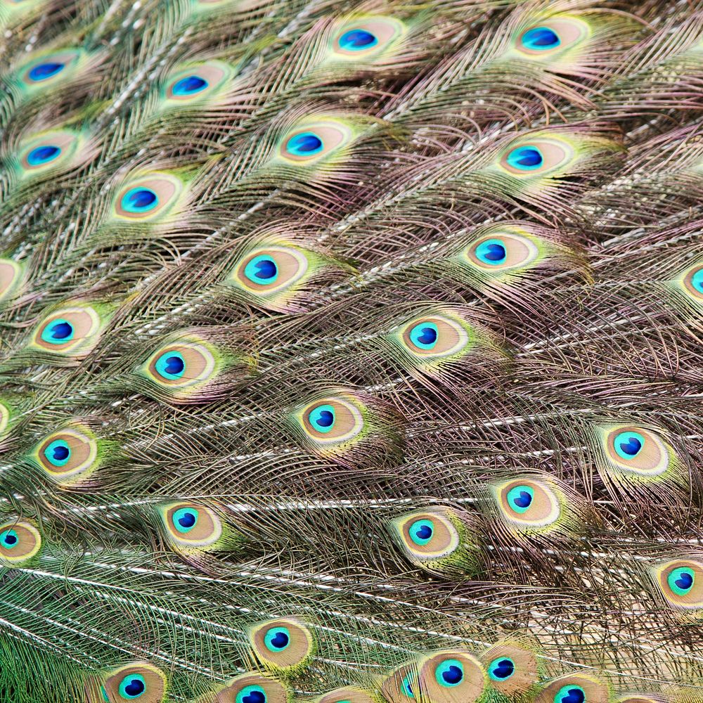 Peacock feather pattern texture, animal close up background