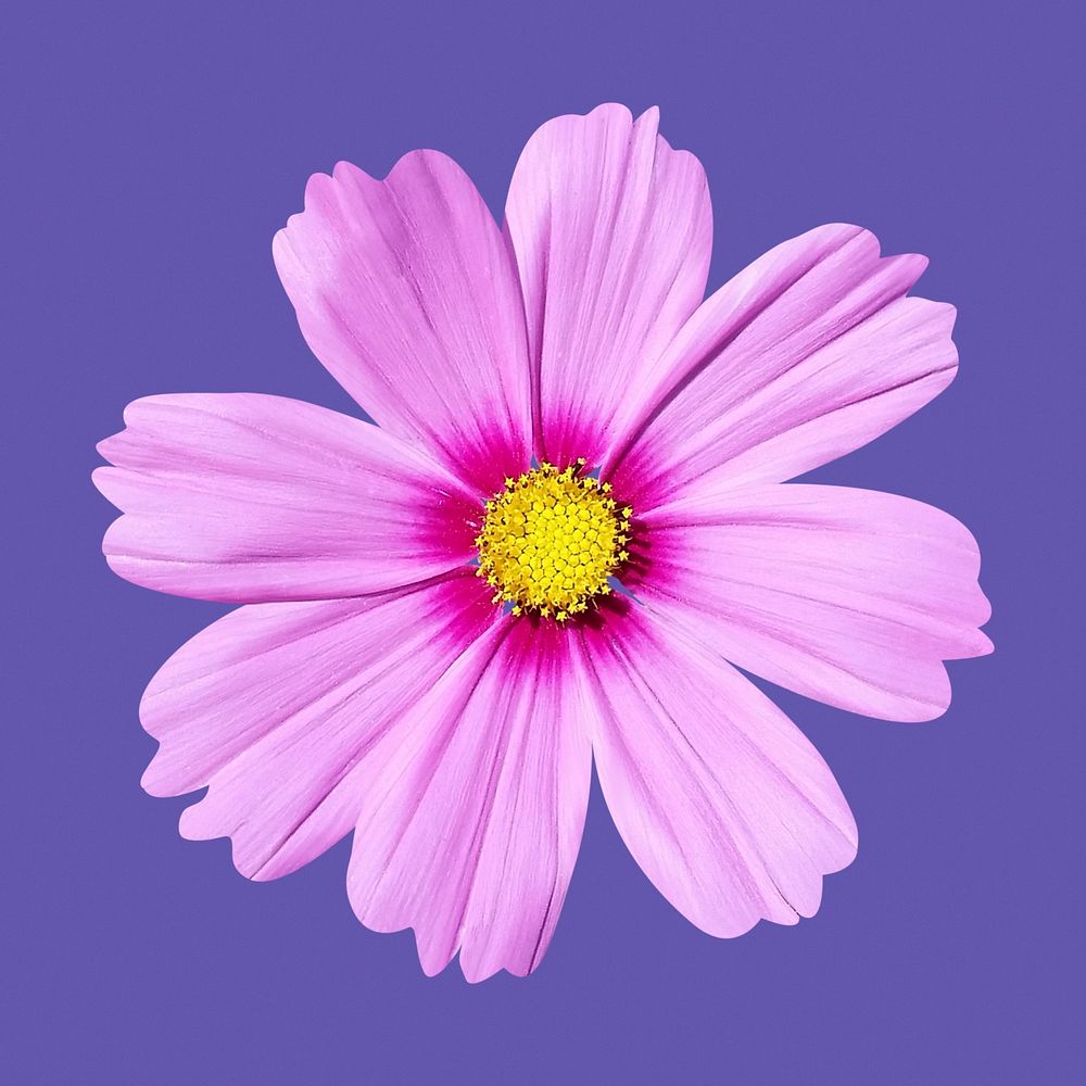 Pink cosmos, flower collage element psd
