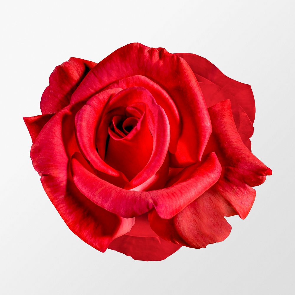 Red rose, flower collage element psd