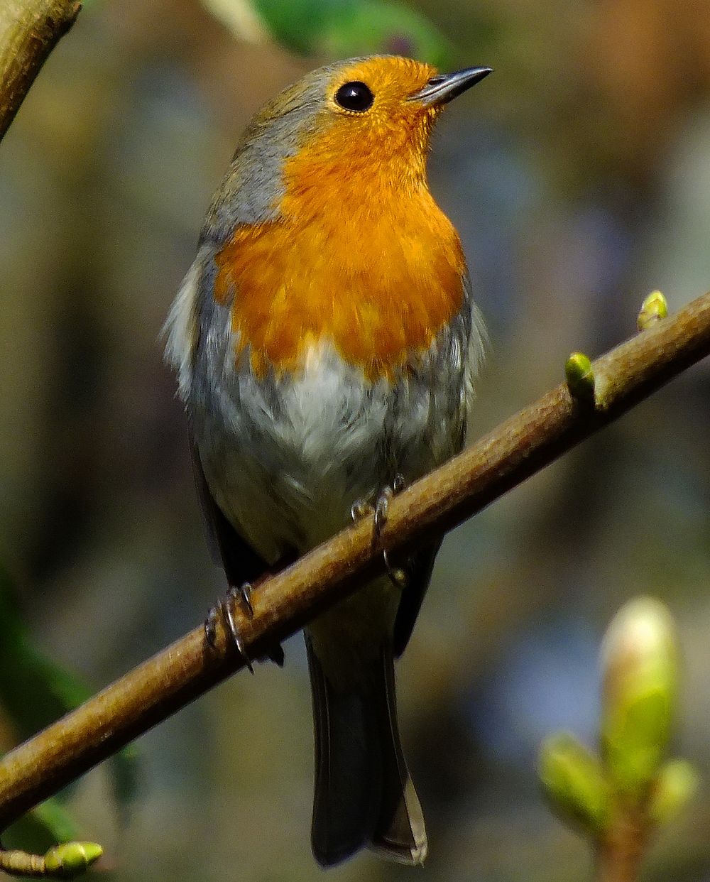 Cute Robin bird in tree. Free public domain CC0 image.