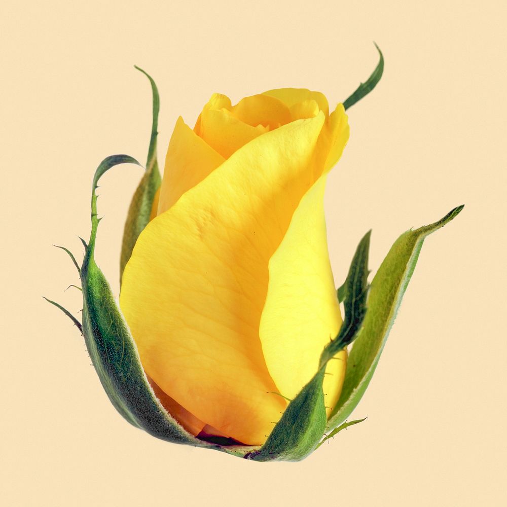 Yellow rose, blooming flower clipart