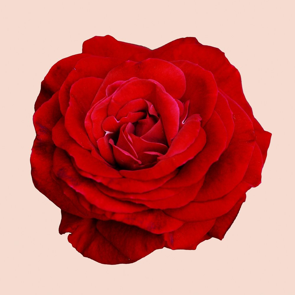 Red rose, valentine's flower clipart