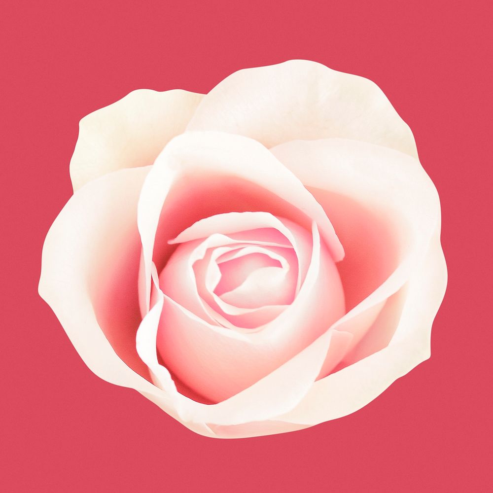 White and pink rose, flower clipart