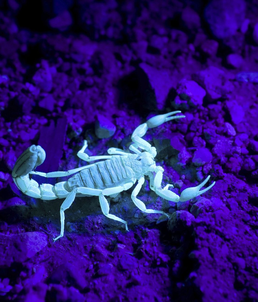 Scorpion photo. Free public domain CC0 image.
