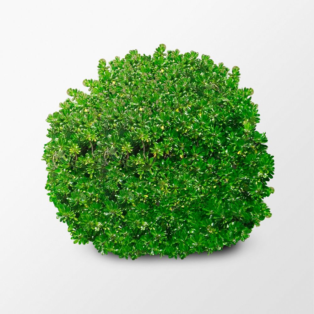 Bush isolated on white, nature design