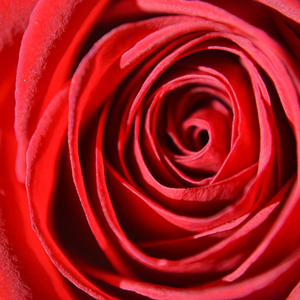 Rose background, aesthetic close up design