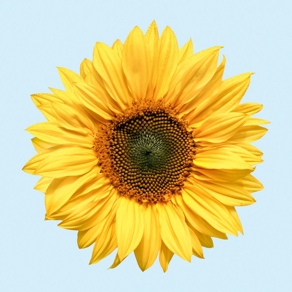 Sunflower collage element, flower  psd