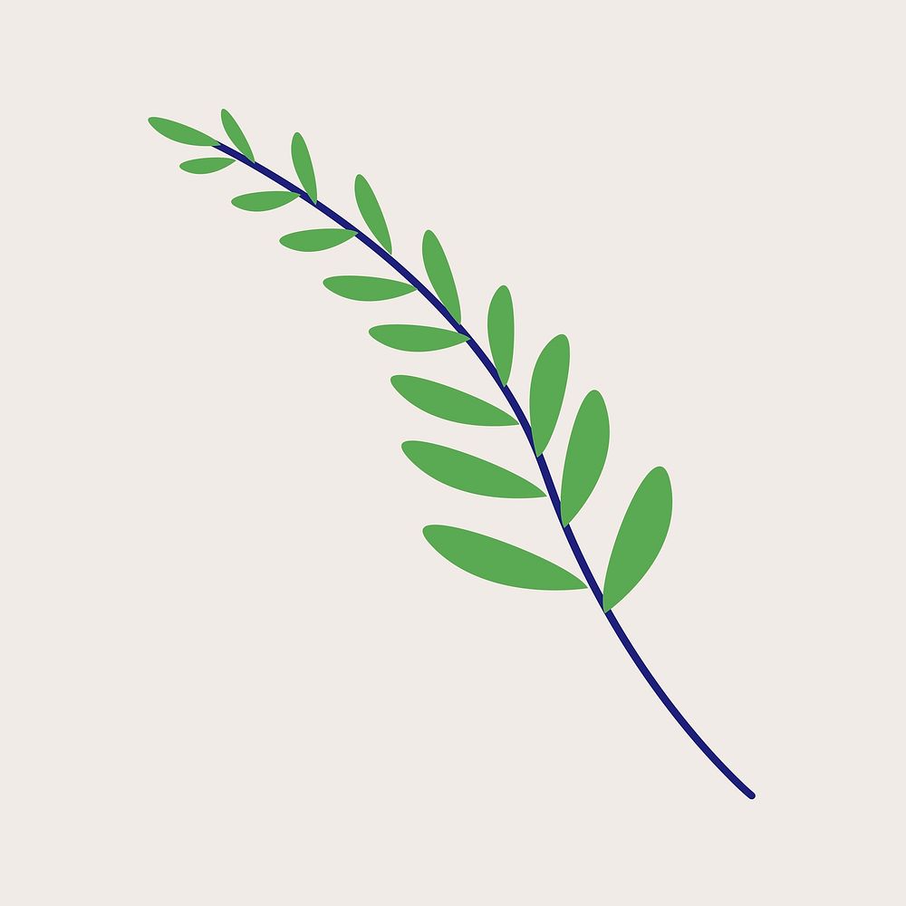 Green acacia leaf illustration vector 