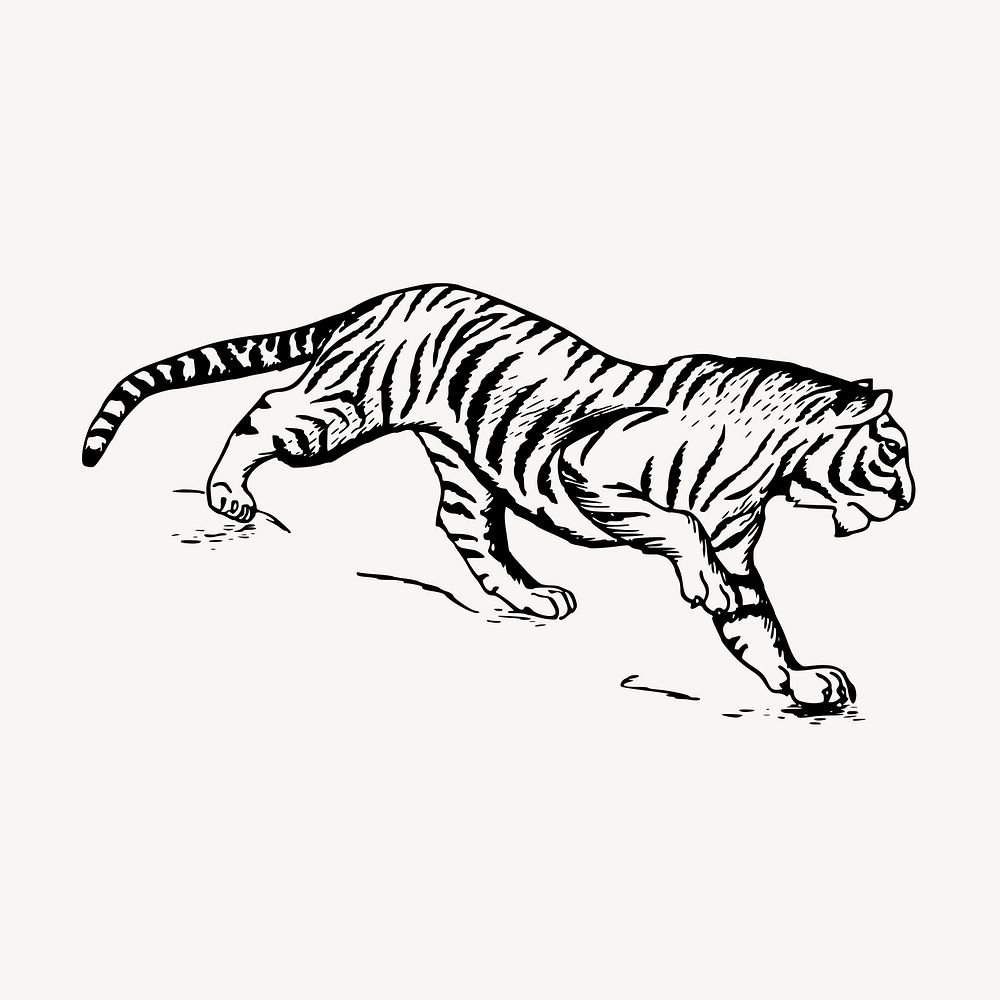 Tiger, vintage animal clipart vector. Free public domain CC0 graphic