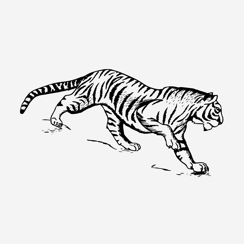 Tiger, vintage animal illustration. Free public domain CC0 graphic