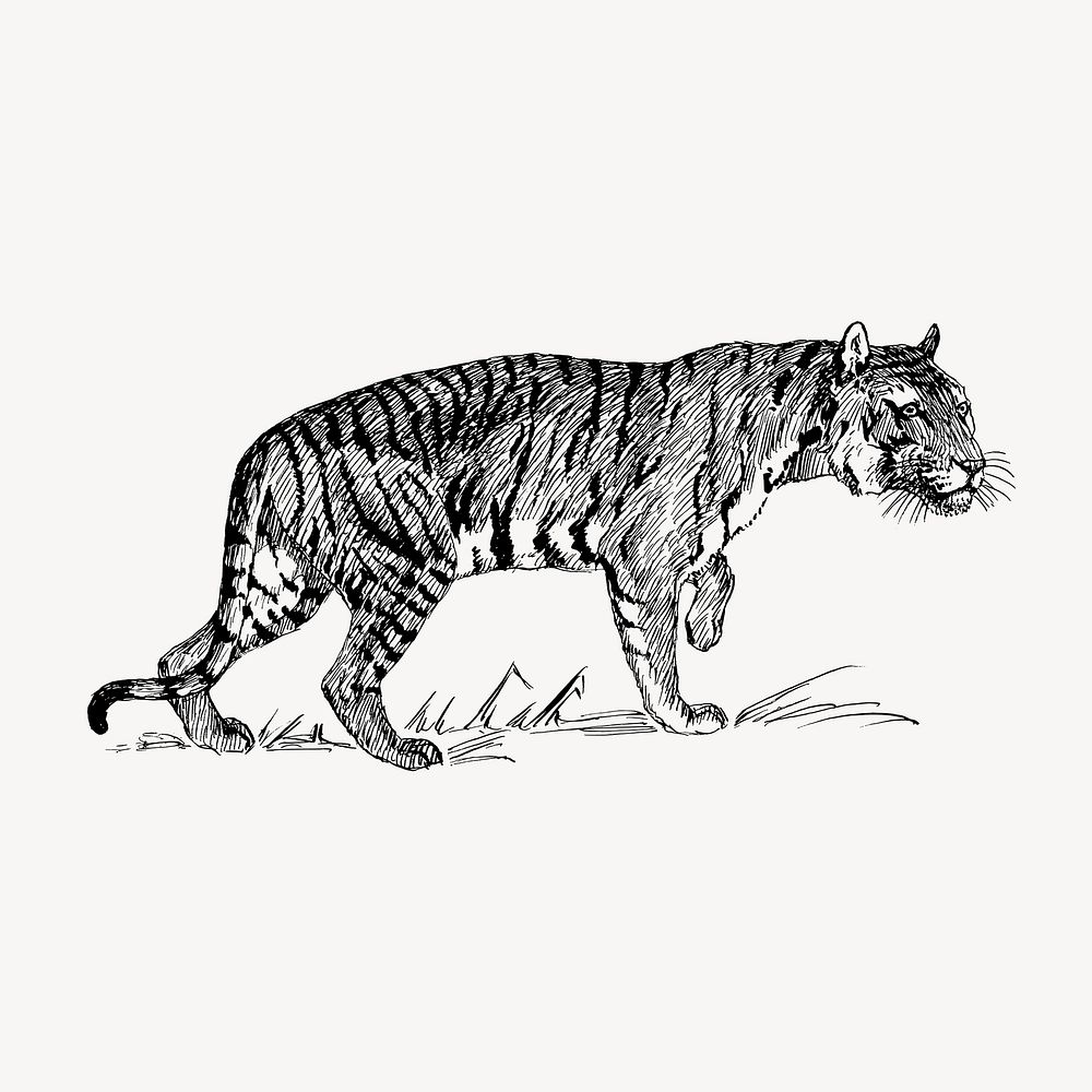 Tiger illustration, vintage animal vector. Free public domain CC0 graphic