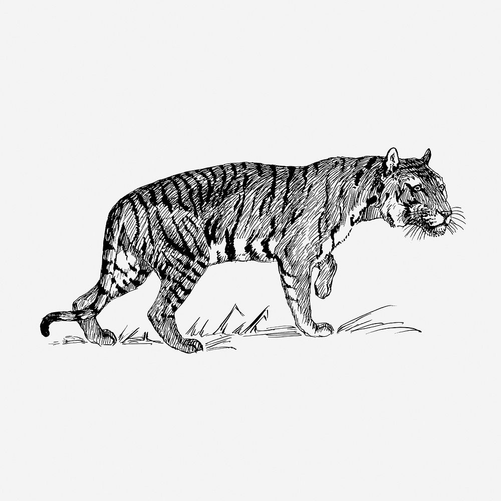 Vintage tiger, wild animal illustration. Free public domain CC0 graphic