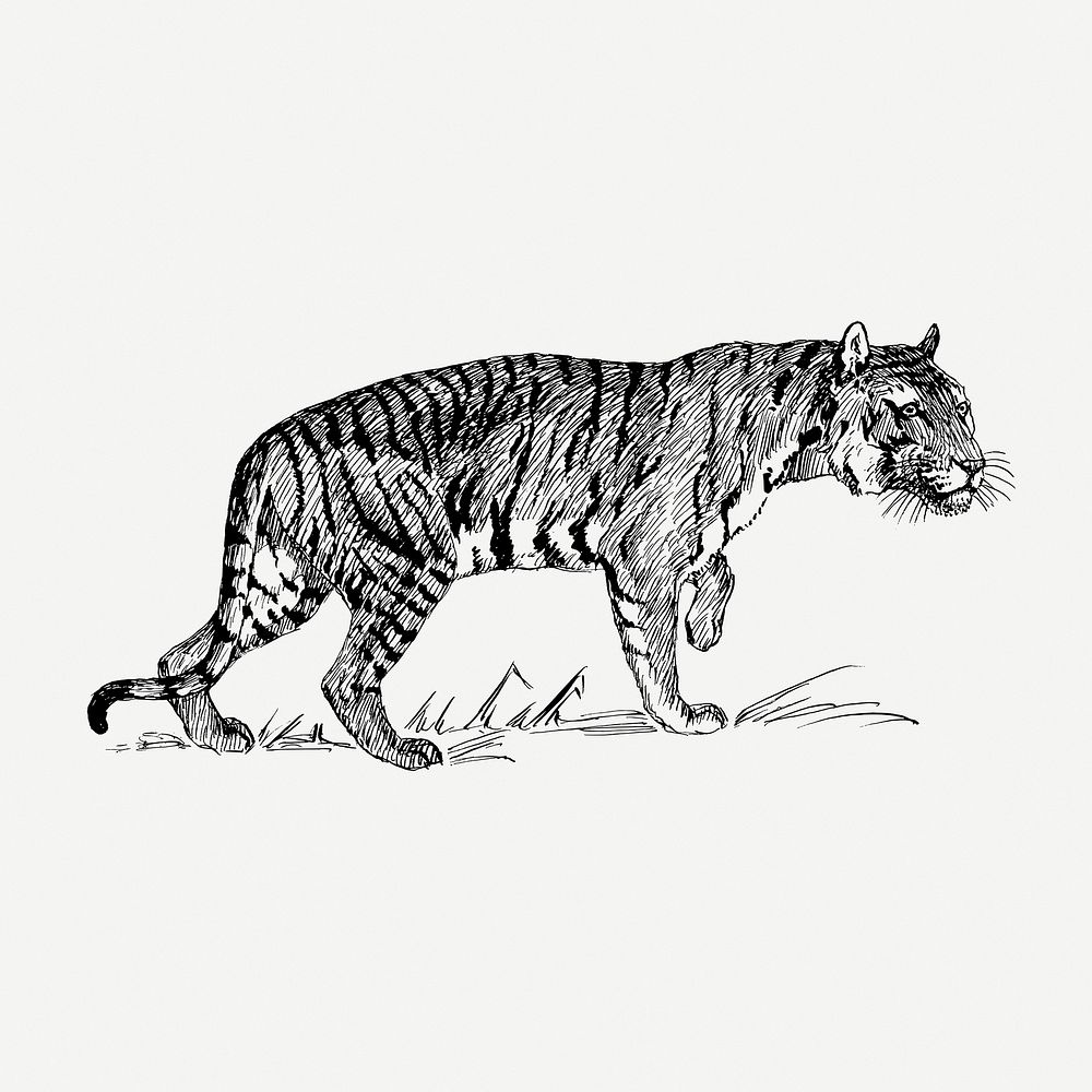 BW tiger, vintage animal illustration psd. Free public domain CC0 graphic