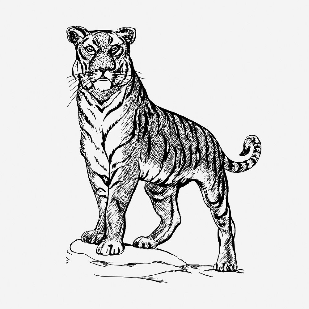 Vintage tiger, animal illustration. Free public domain CC0 graphic