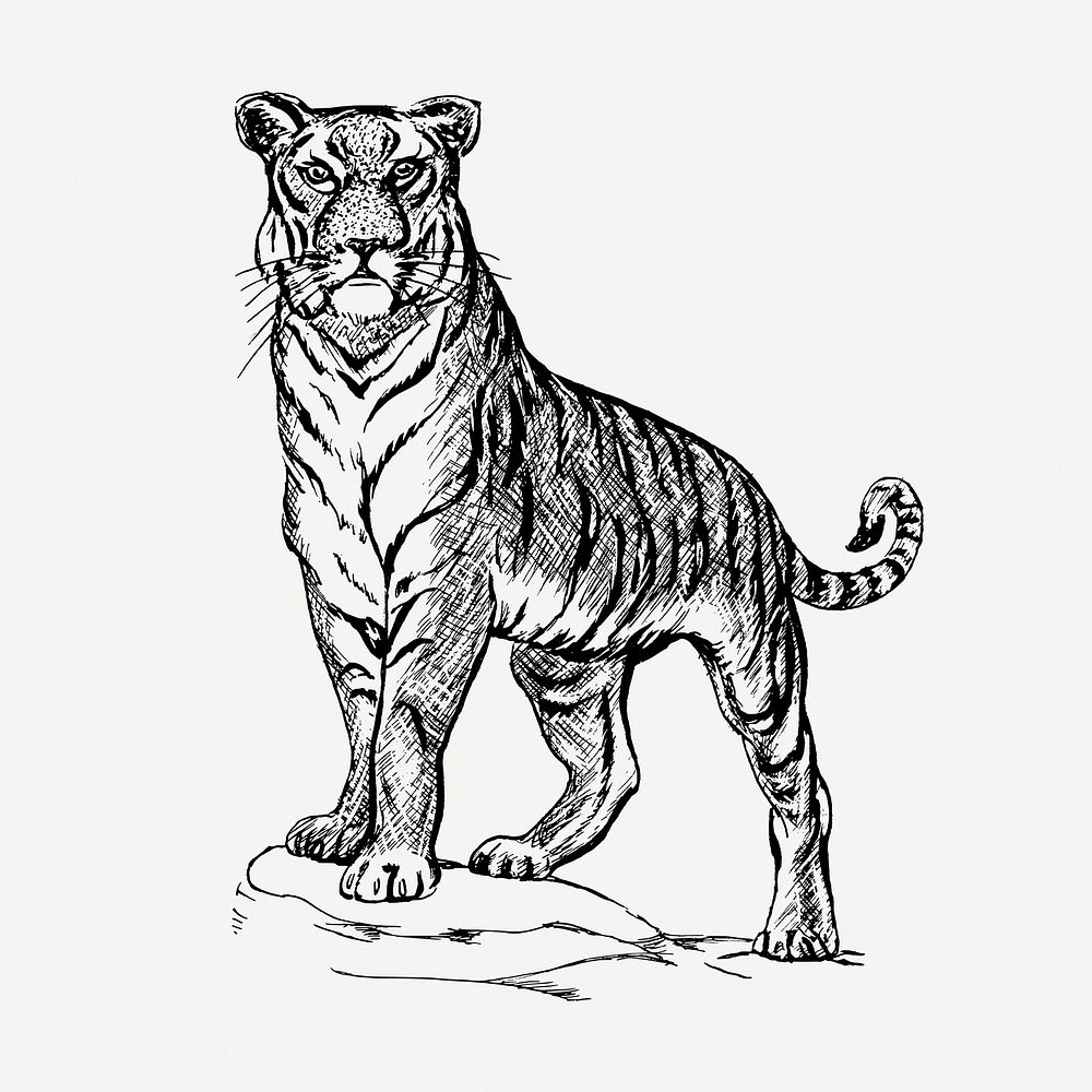Tiger, bw animal illustration psd. Free public domain CC0 graphic