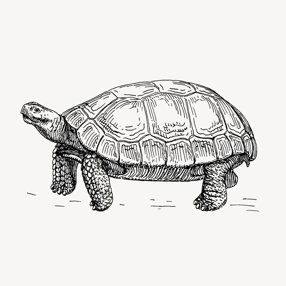 Tortoise, animal illustration vector. Free public domain CC0 graphic