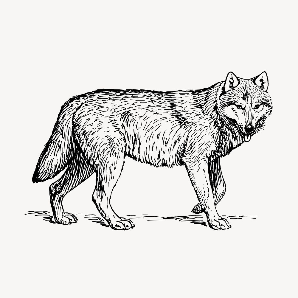 Wolf, animal illustration vector. Free public domain CC0 graphic