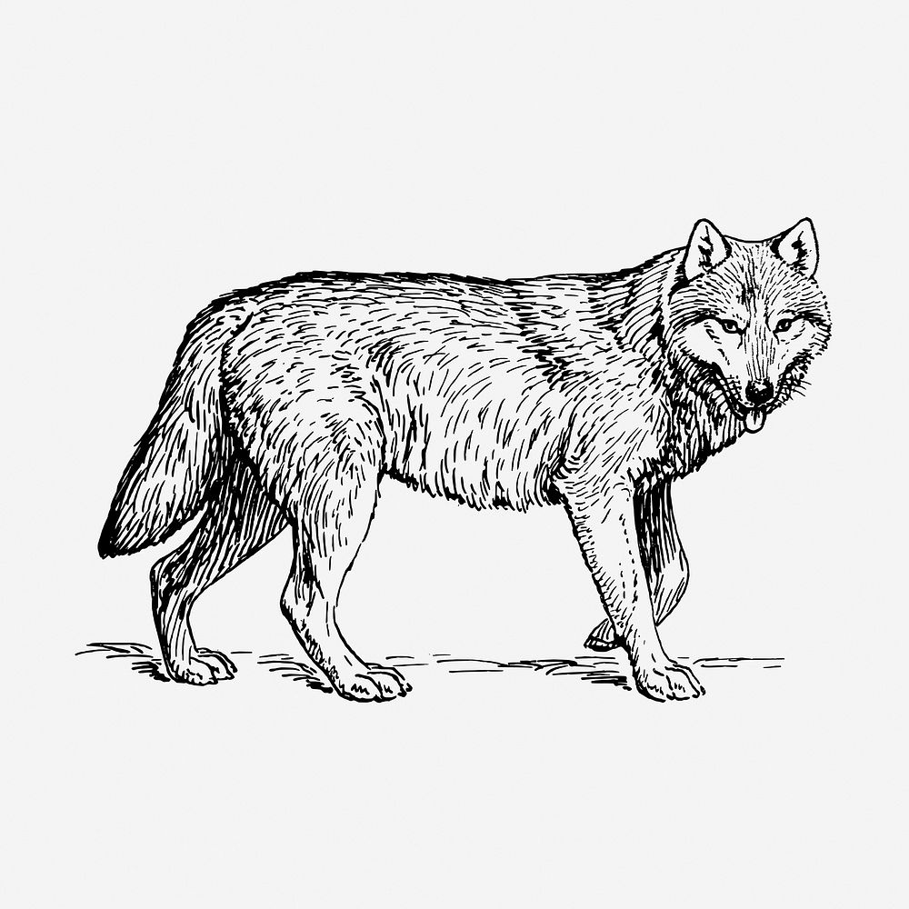 Wolf, animal illustration. Free public domain CC0 graphic