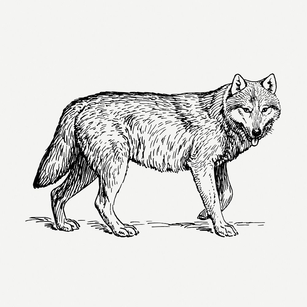 Wolf, wild animal illustration psd. Free public domain CC0 graphic