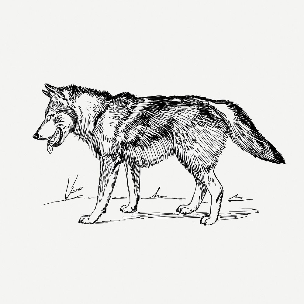 Vintage wolf, wild animal illustration psd. Free public domain CC0 graphic