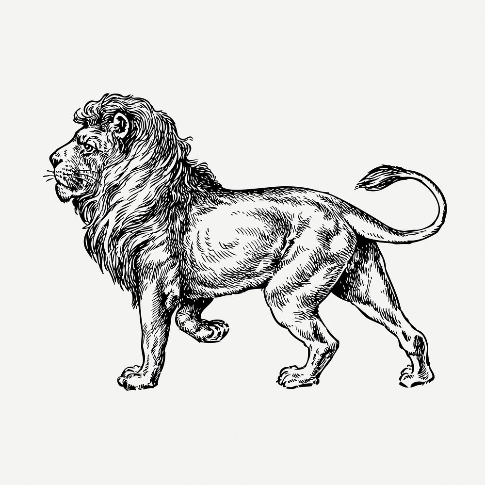 Lion, wild animal illustration psd. Free public domain CC0 graphic