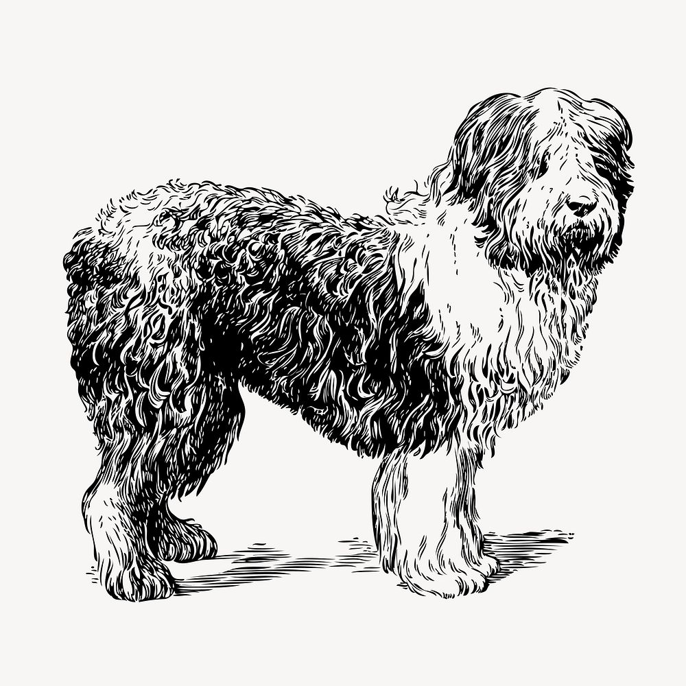 Vintage sheepdog, animal illustration vector. Free public domain CC0 graphic