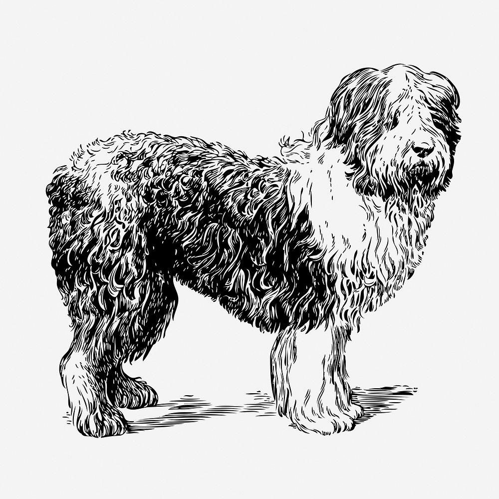 Sheepdog, animal illustration. Free public domain CC0 graphic