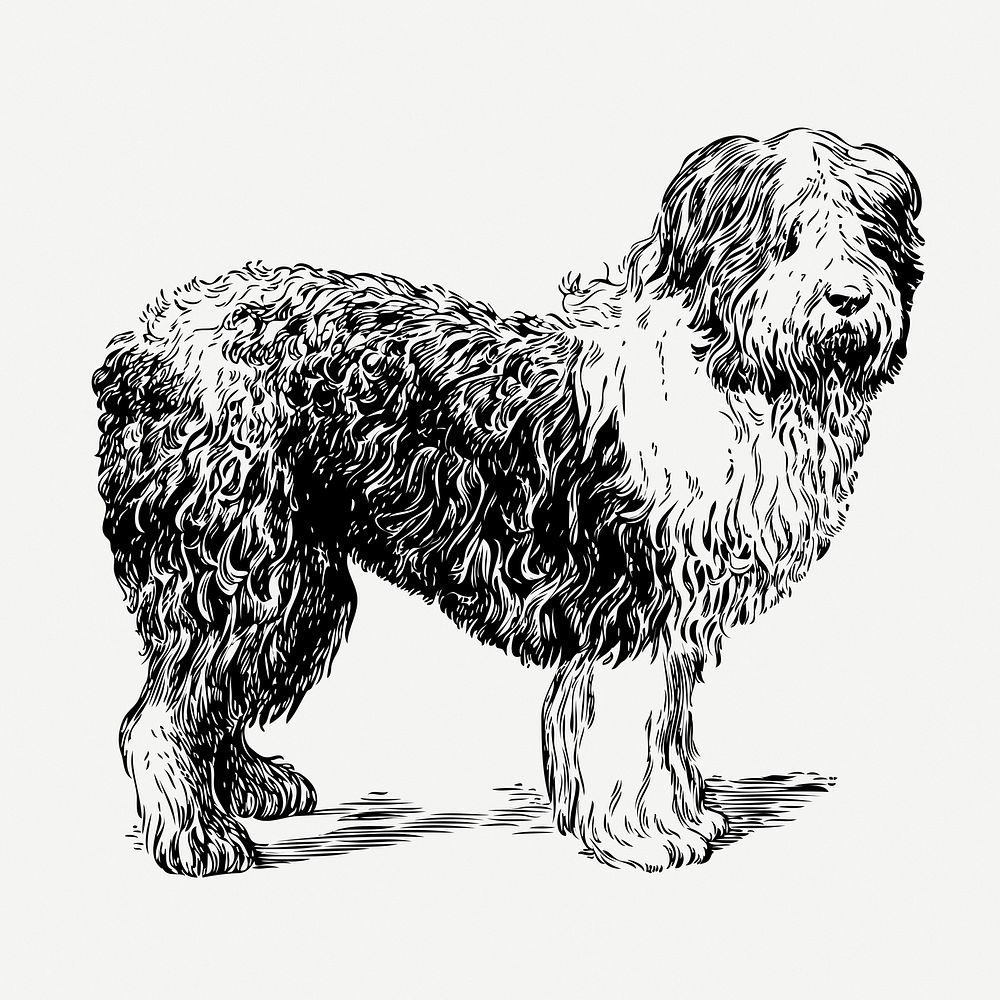 Sheepdog, vintage animal illustration psd. Free public domain CC0 graphic