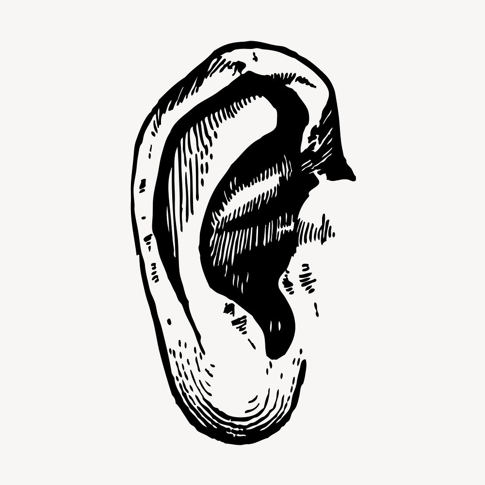 Human ear, body part illustration vector. Free public domain CC0 graphic