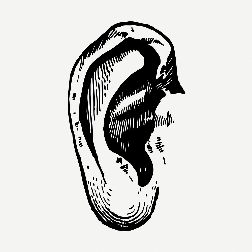 Human ear, body part clipart psd. Free public domain CC0 graphic