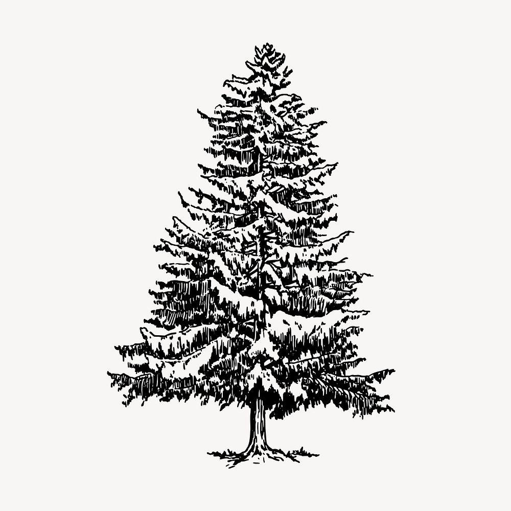 Vintage Christmas pine tree, botanical clipart vector. Free public domain CC0 graphic