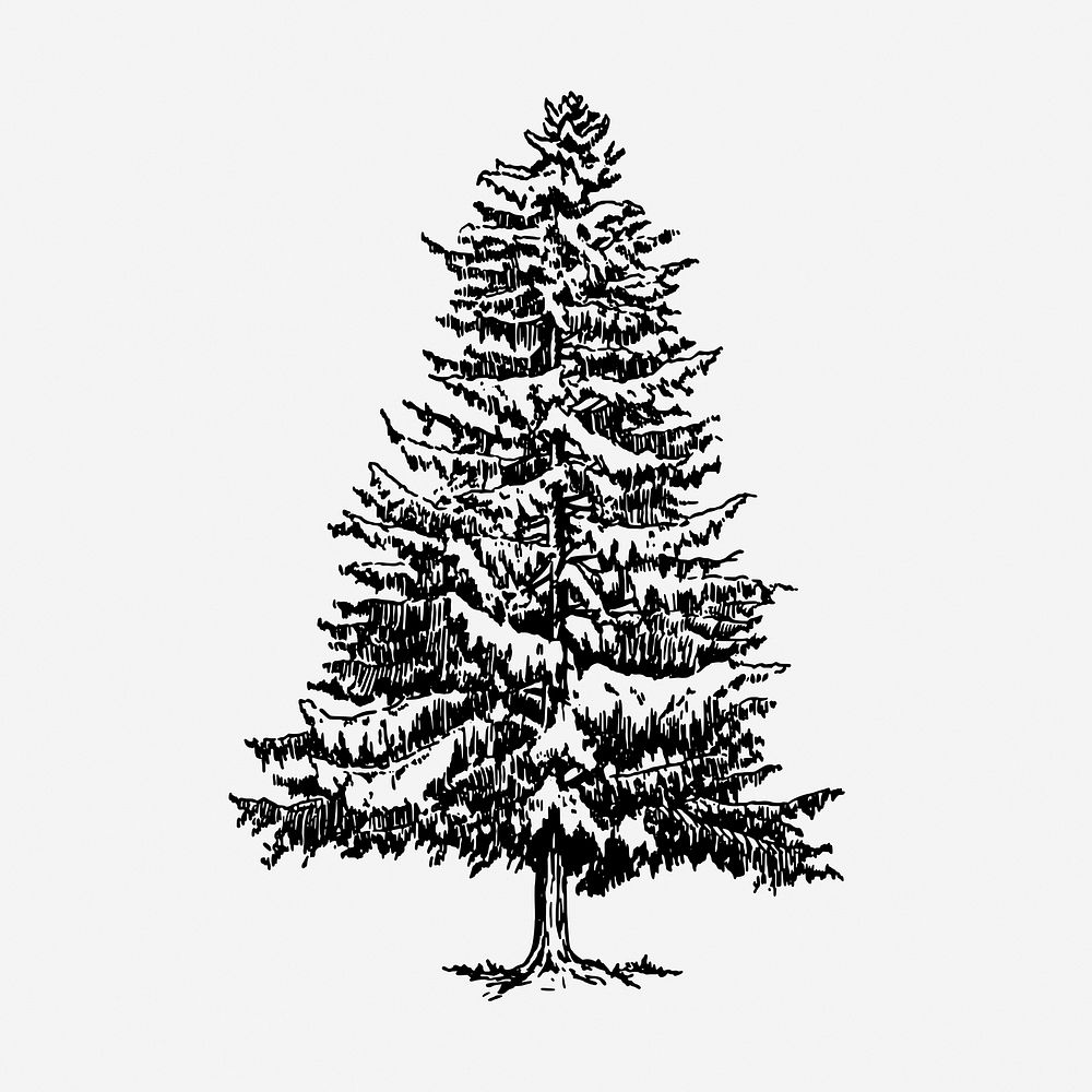 Vintage Christmas pine tree, botanical illustration. Free public domain CC0 graphic