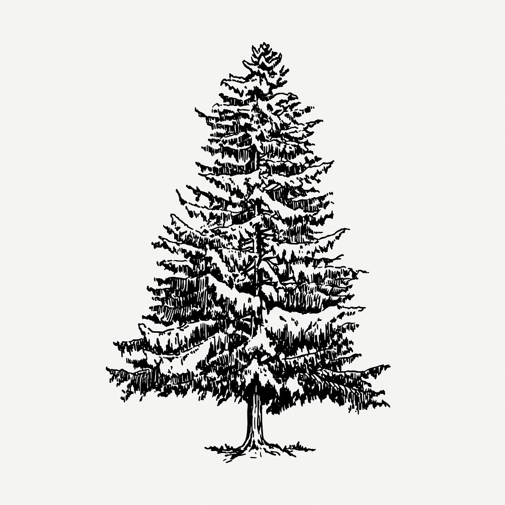 Vintage Christmas pine tree, botanical clipart psd. Free public domain CC0 graphic