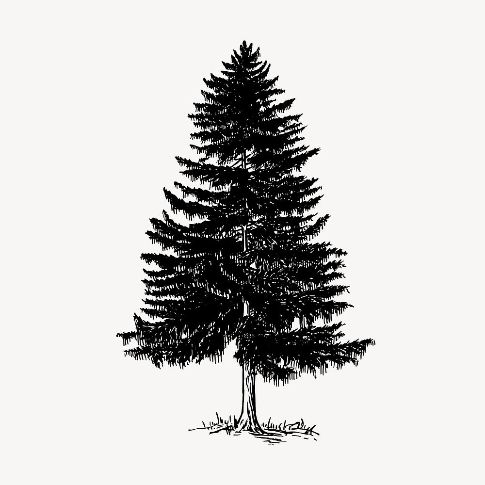 Vintage Christmas pine tree, botanical clipart vector. Free public domain CC0 graphic