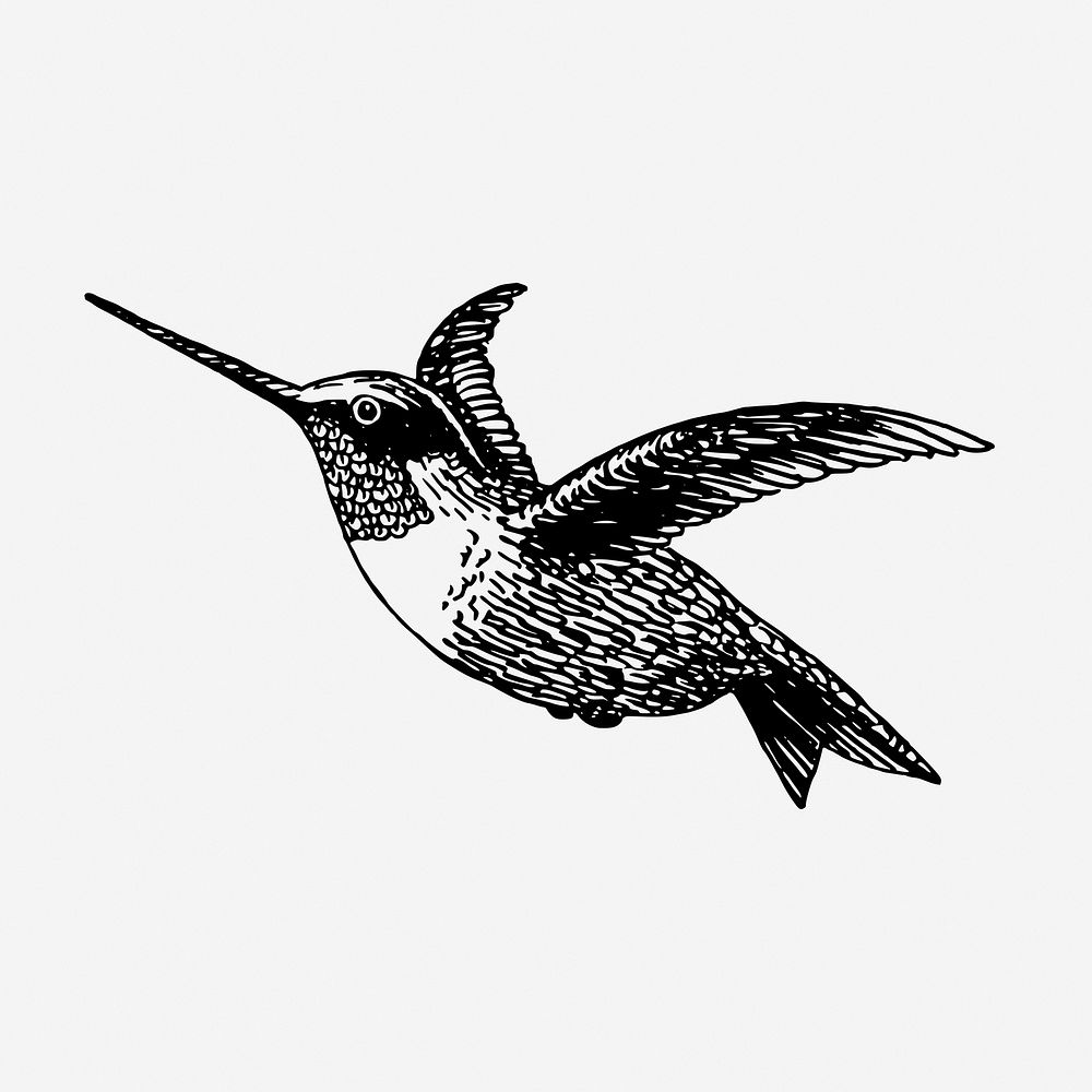 Vintage hummingbird, animal illustration. Free public domain CC0 graphic