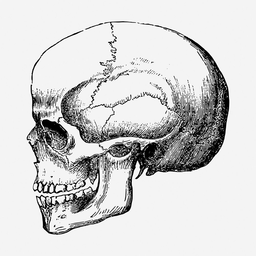 Human skull, vintage hand drawn graphic. Free public domain CC0 graphic