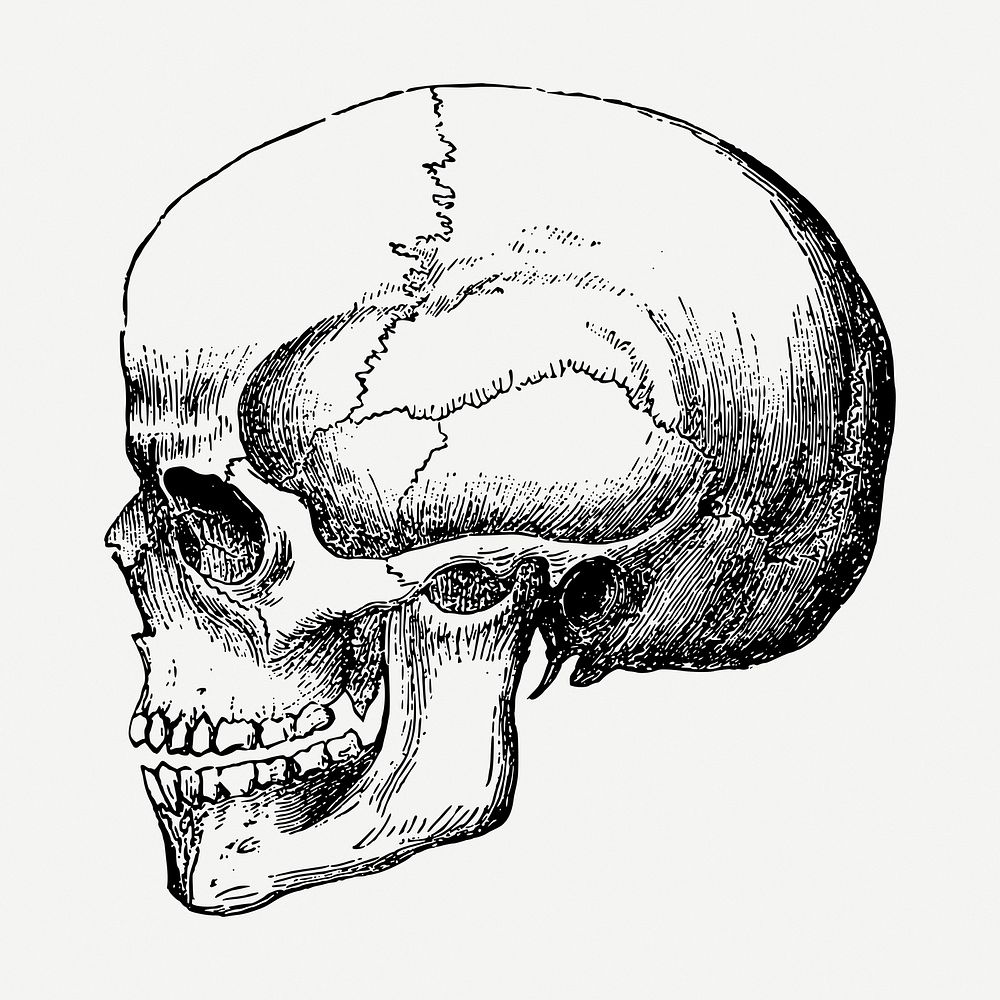 Human skull, vintage hand drawn clipart psd. Free public domain CC0 graphic