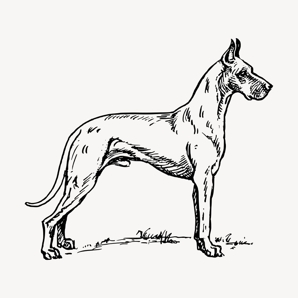 Great Dane dog, pet clipart vector. Free public domain CC0 graphic