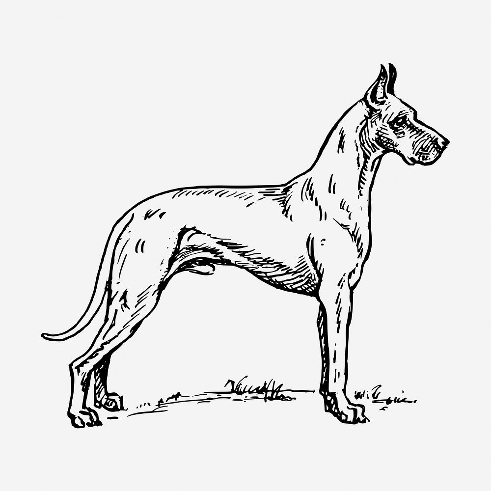 Vintage Great Dane, dog illustration. Free public domain CC0 graphic