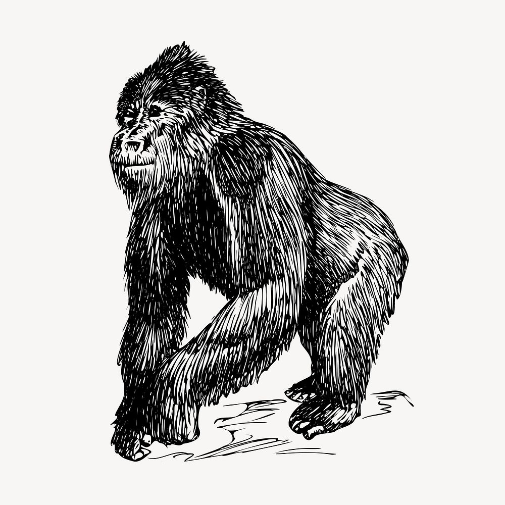 Gorilla, vintage animal clipart vector. Free public domain CC0 graphic