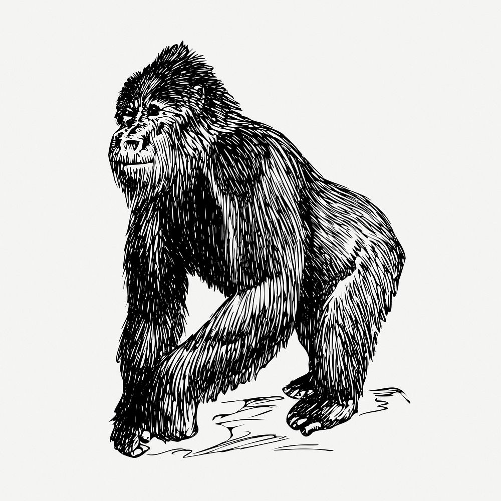 Gorilla clipart, vintage illustration psd. Free public domain CC0 graphic