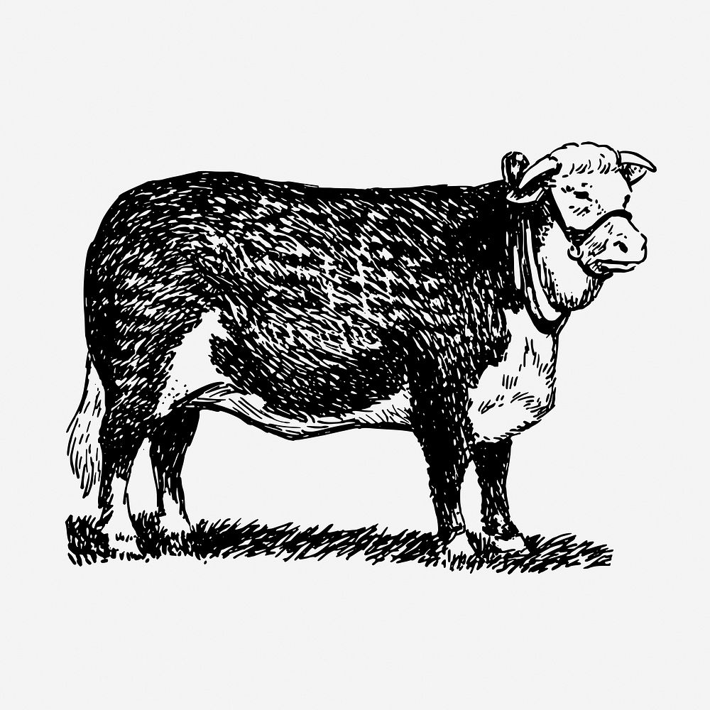 Vintage cattle, Hereford breed, farm animal illustration. Free public domain CC0 graphic