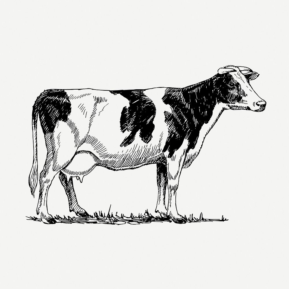 Holstein cow, vintage animal illustration psd. Free public domain CC0 graphic